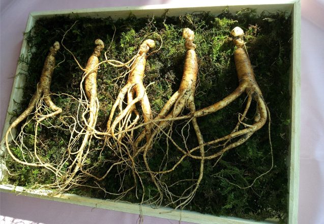 Proven Benefits Of Ginseng For Your Body
